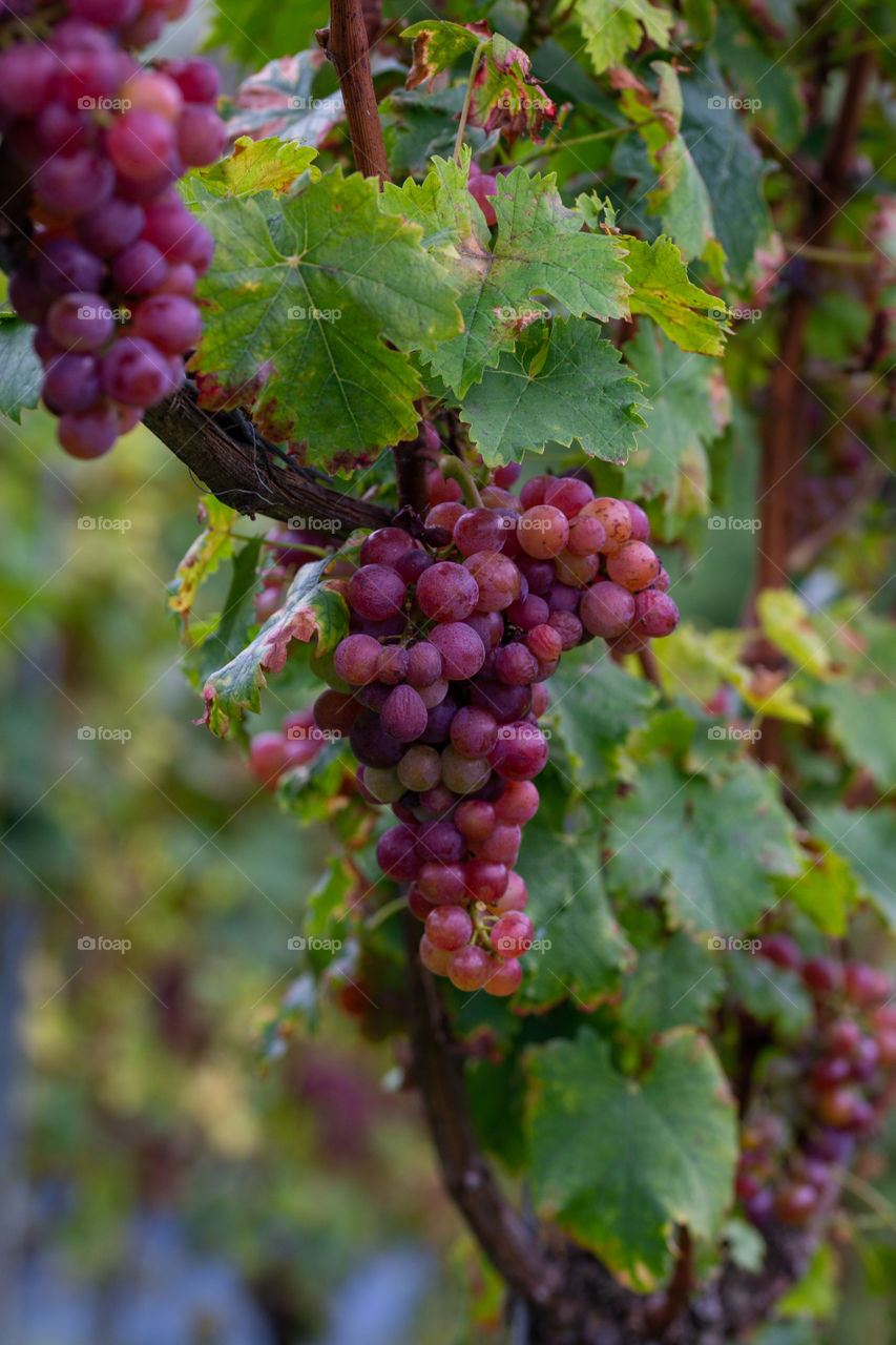 grapes on a vine