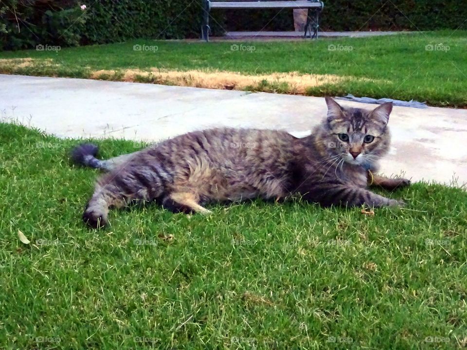 Cat in the lawn