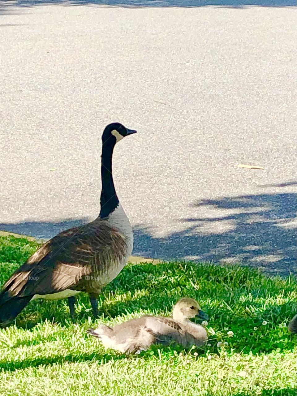 Mother bird with baby geese 
