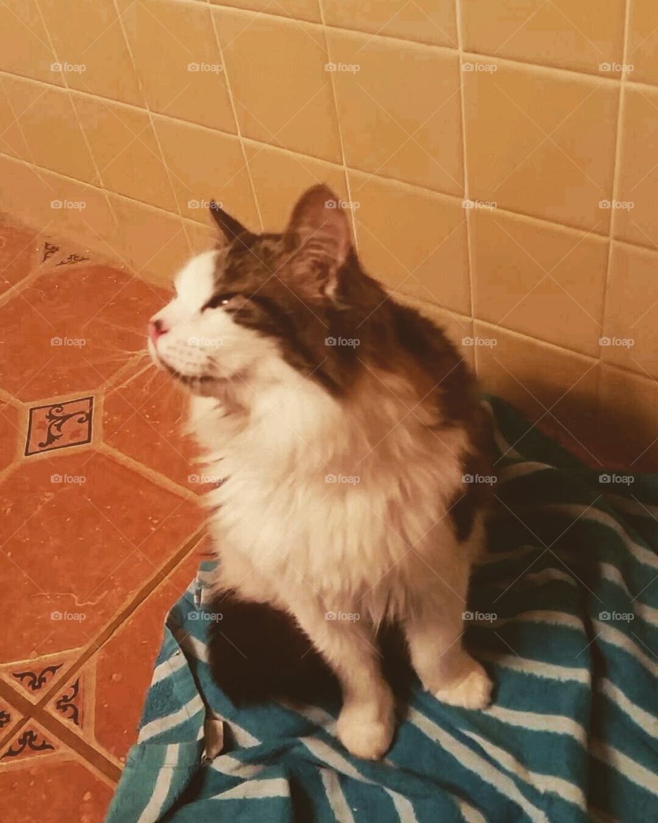 Special needs kitty in the moment