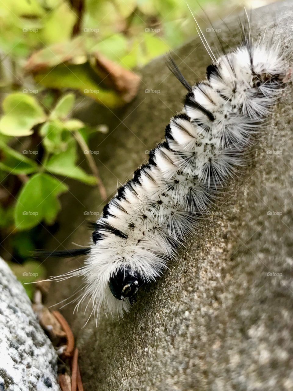 White hickory tussock moth caterpillar 