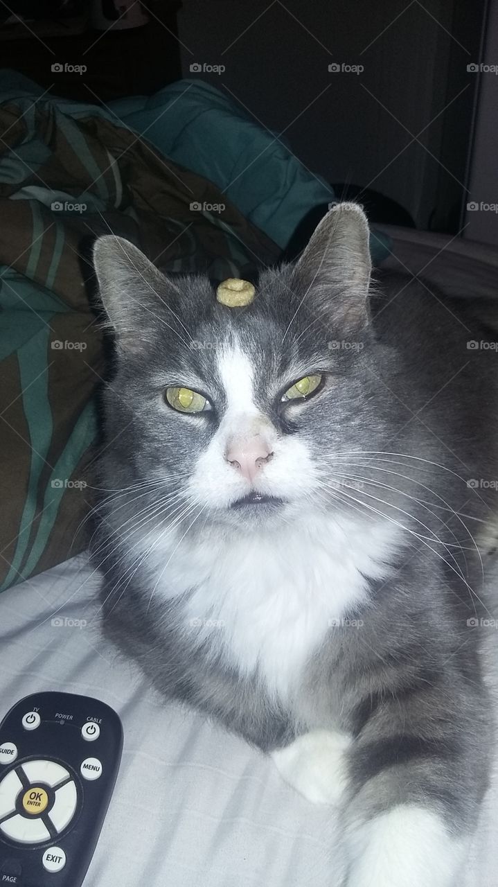 cat with cheerio hat
