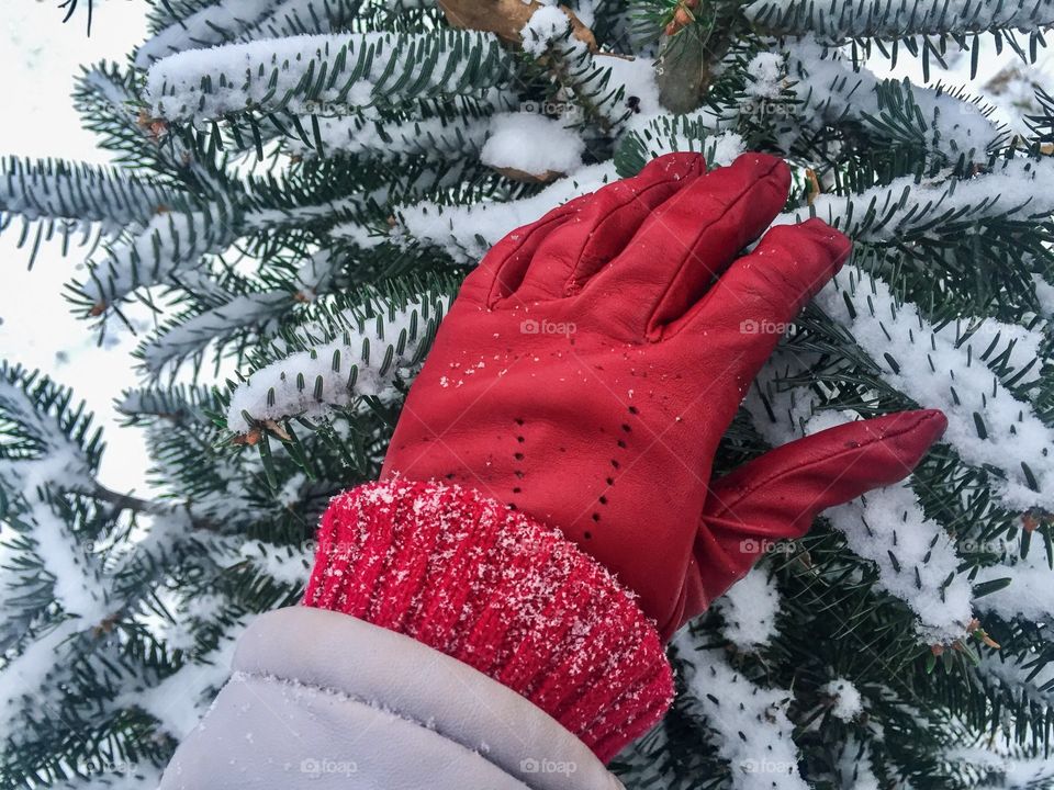 Woman hand wearing red glove touching pine cone tree covered in snow