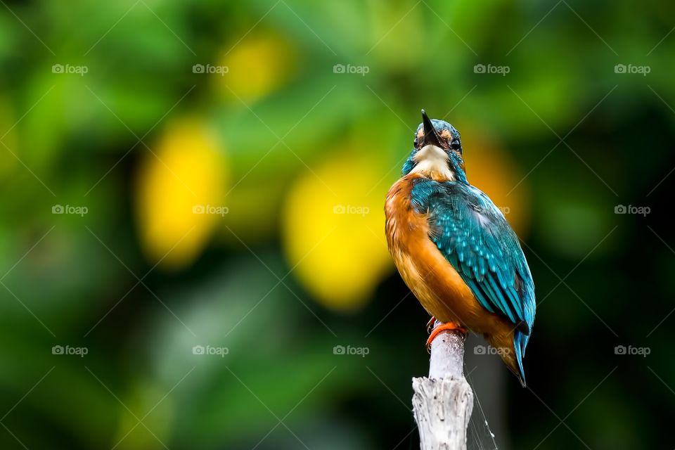 Common Kingfisher 