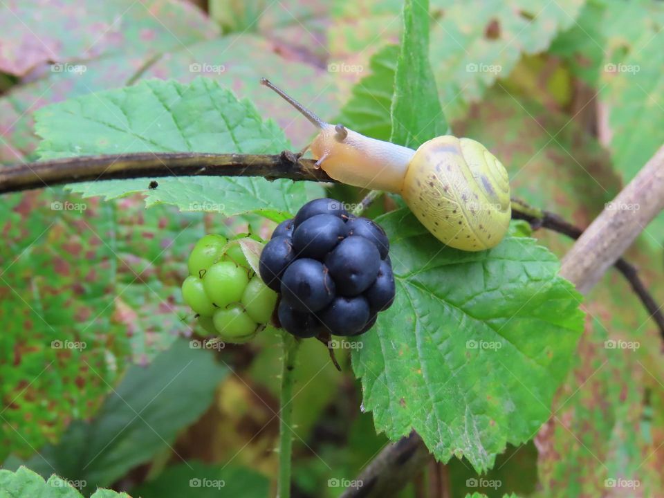 Snail on a blackberry bush