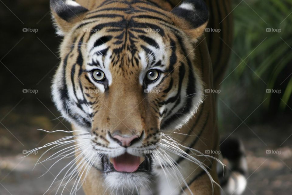 Tiger Face