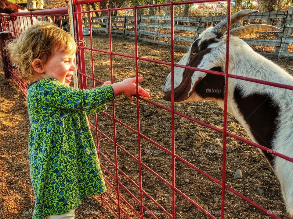 Feeding The Animals