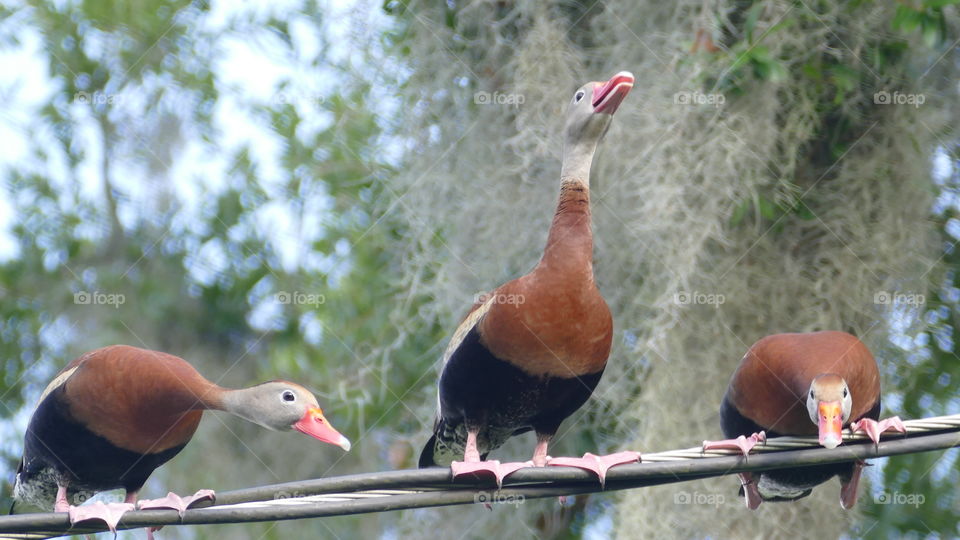 Three Whistling Ducks on a wire taking turns quacking