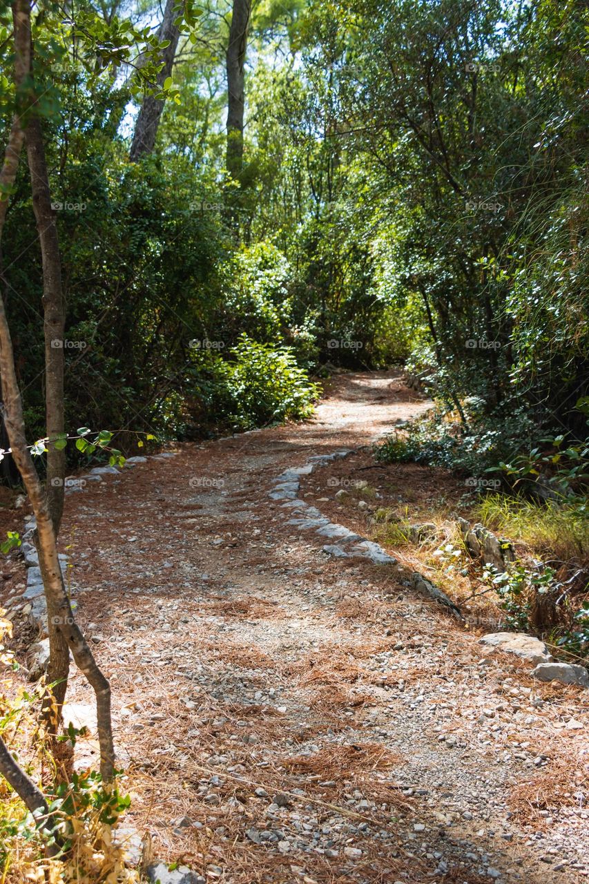 Path through the forest