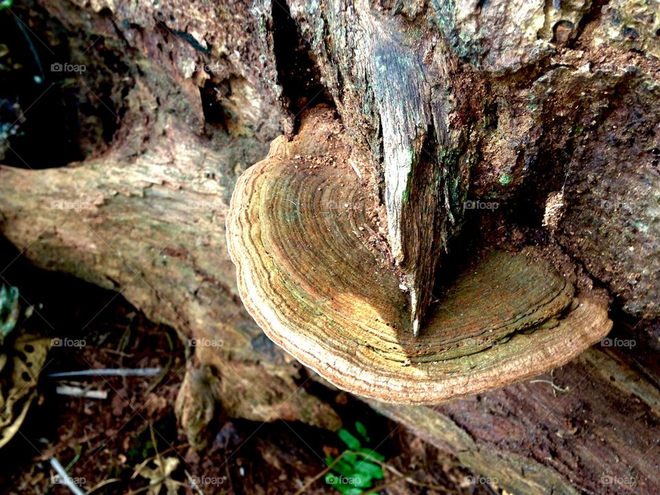 art of tree and shadow lines