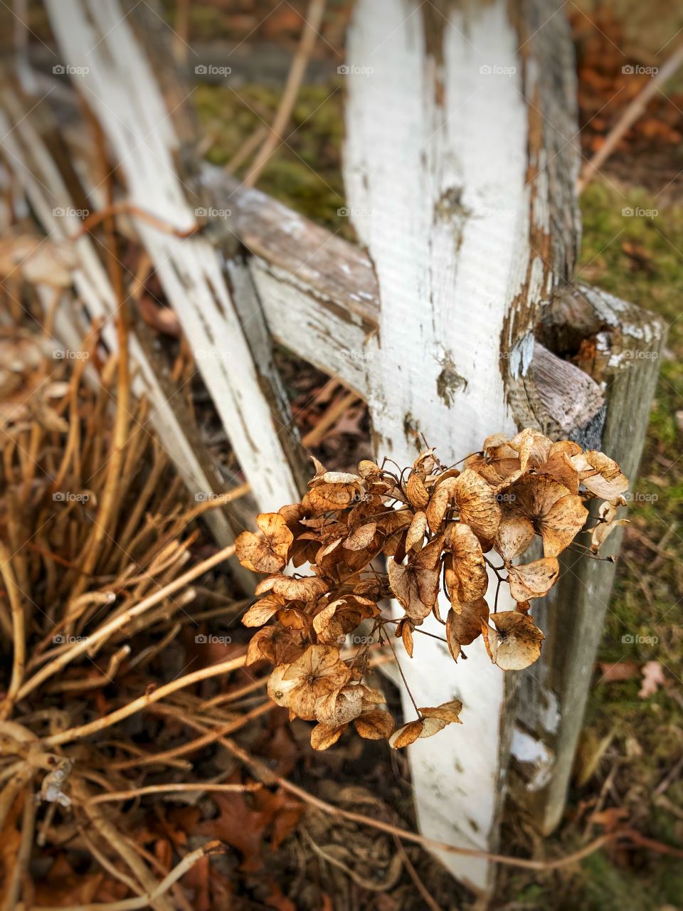 Dry Hydrangea Flower. An originally beautiful Blue Flower during Spring has now lost its colors, its freshness. But it still allows beauty and good memories.