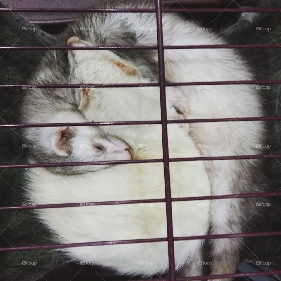 Cute sleepy black ang grey ferrets of my friend