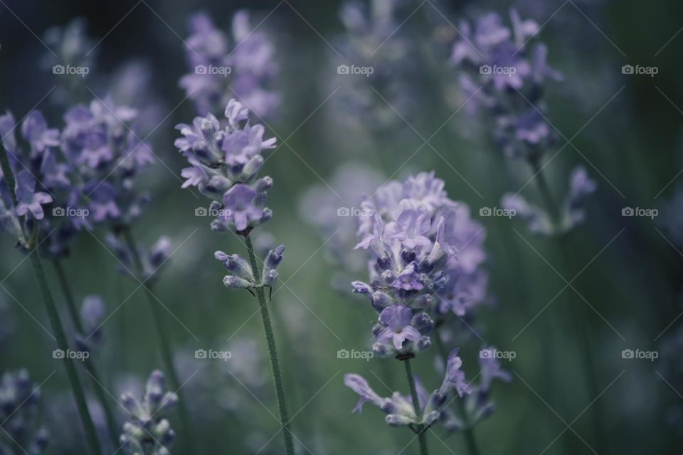 Lavender 