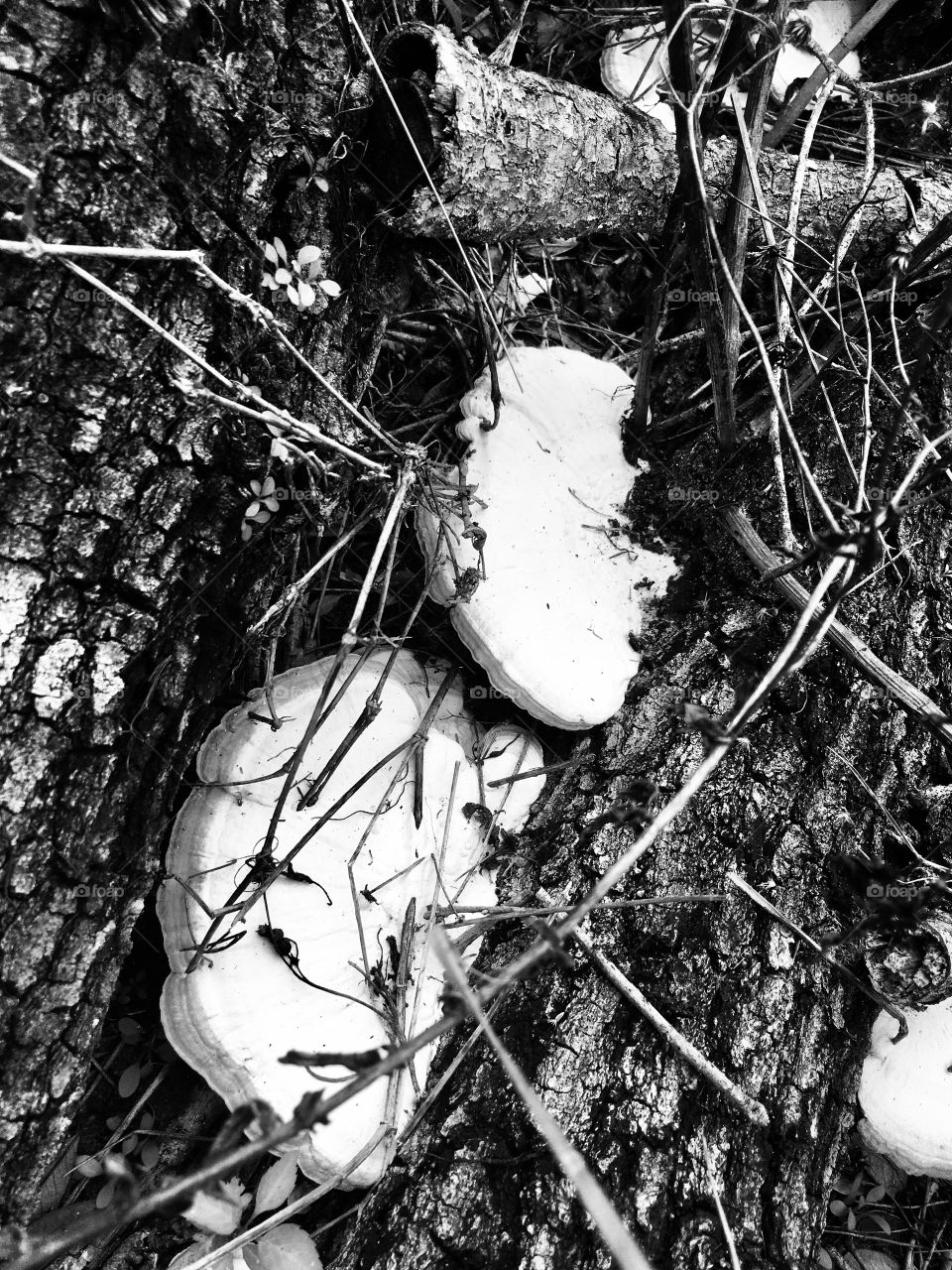 Mushroom in the woods 