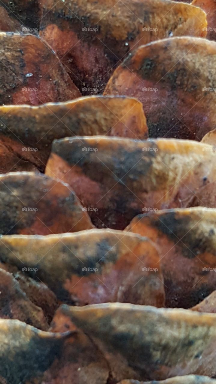 pine cone up close