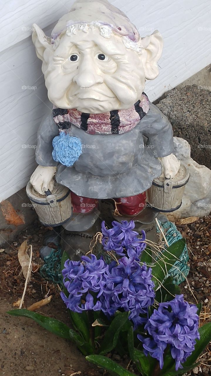 Grumpy garden gnome and purple soring flower.