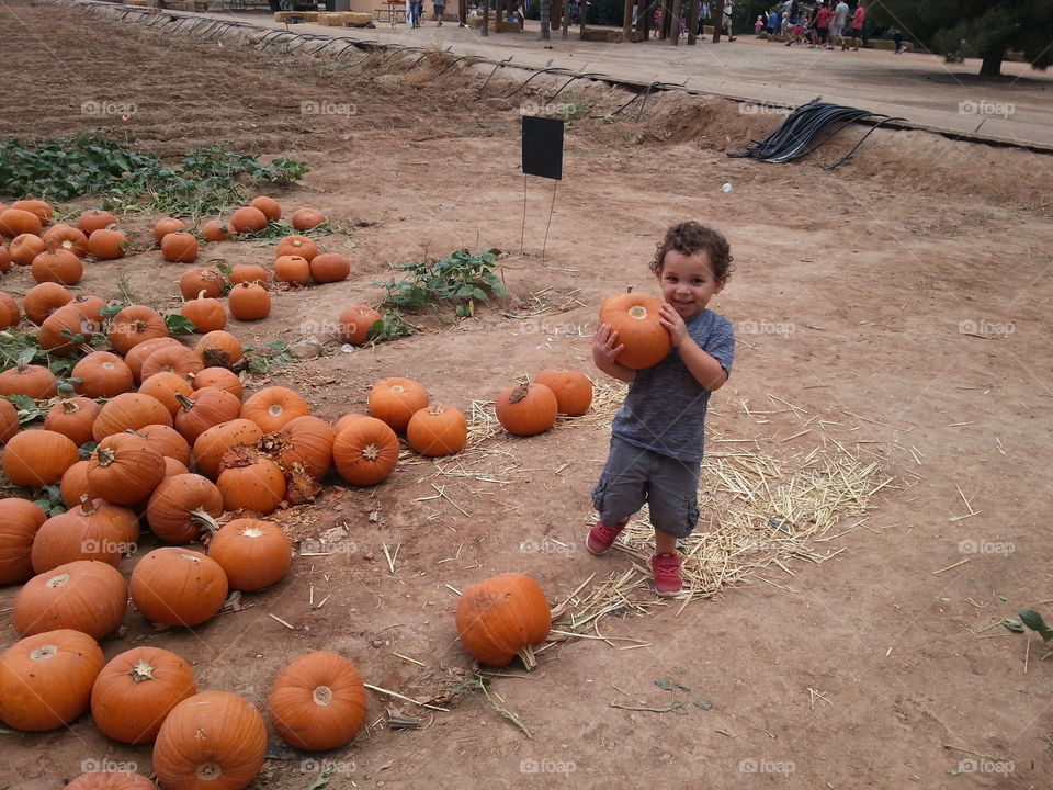 Little boy in a pumpkin patch.