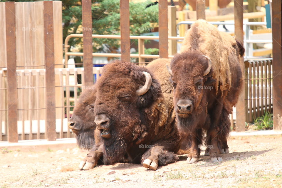 American Buffalo