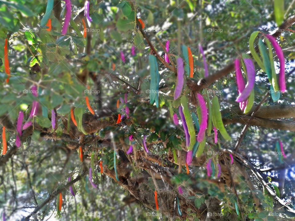 Multicolored beans hanging on tree