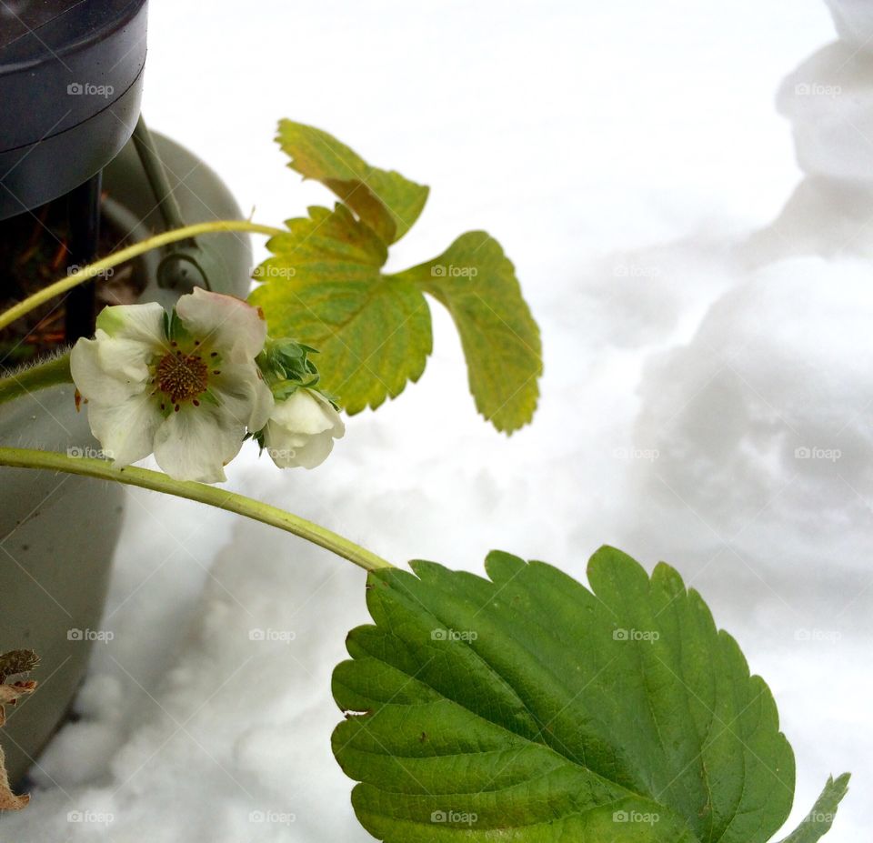 Strawberry flowering in December 