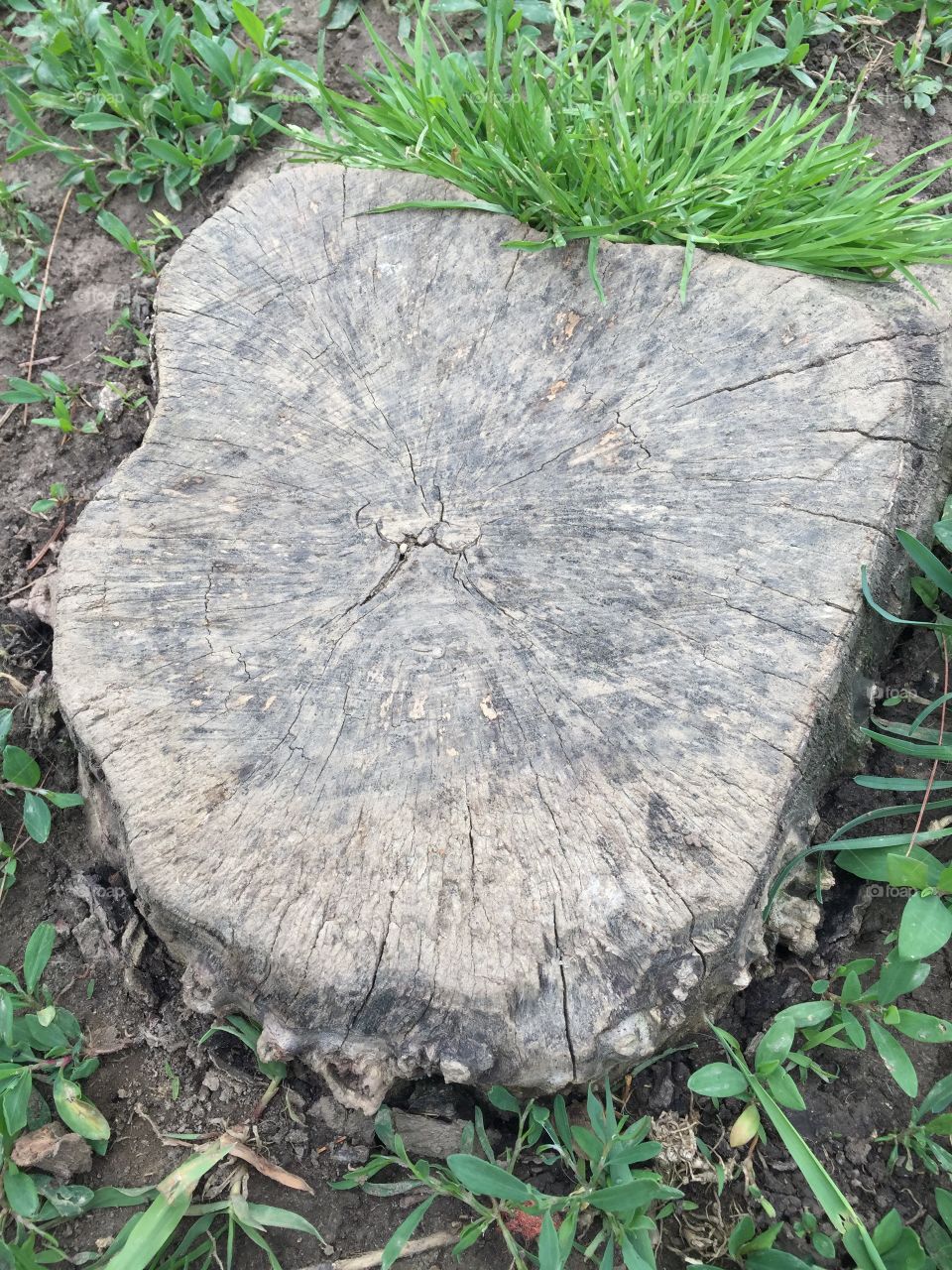 Stump