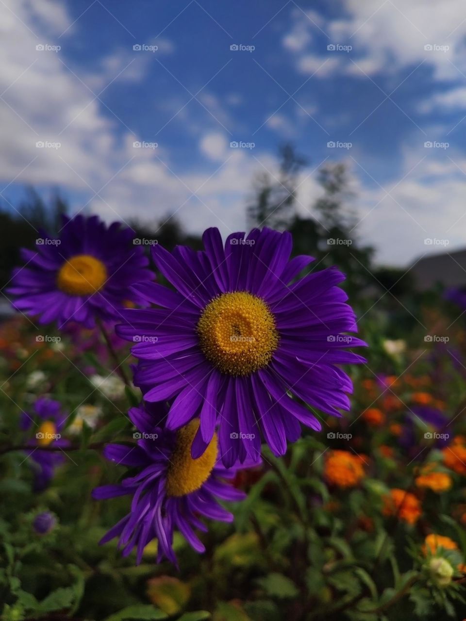 Macro photo of a flower growing in the garden