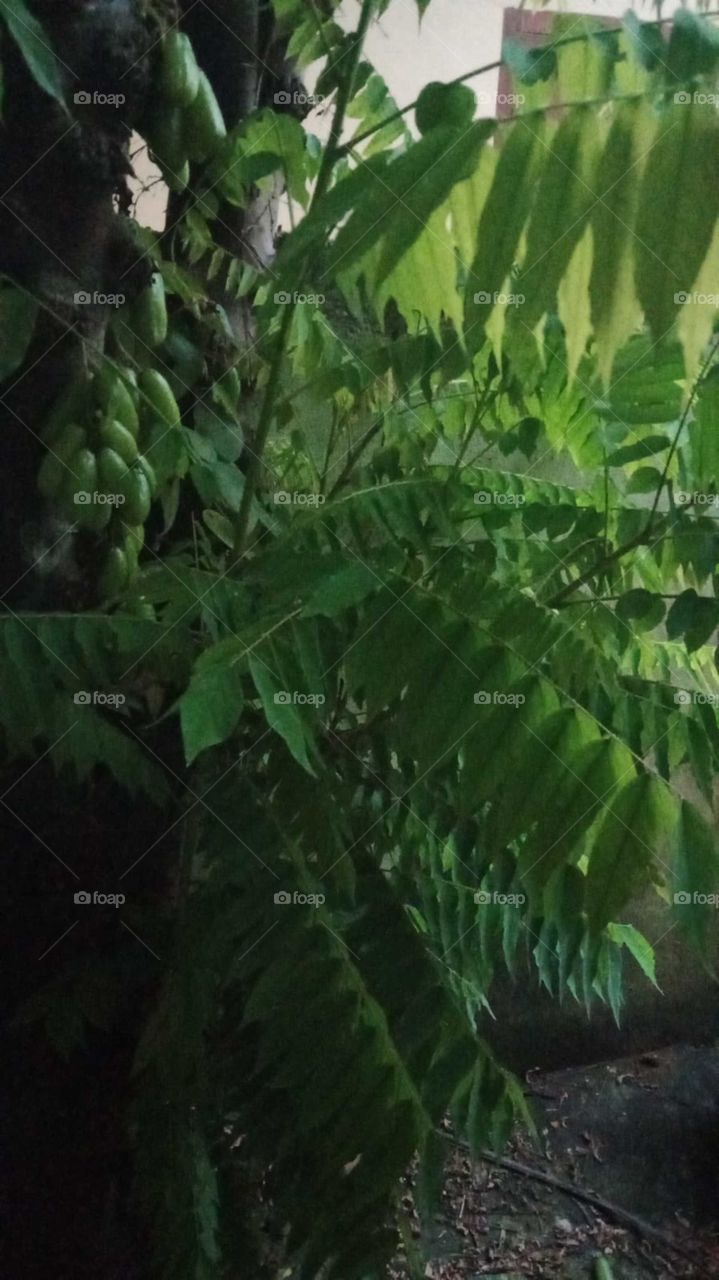 All green hearted 💚