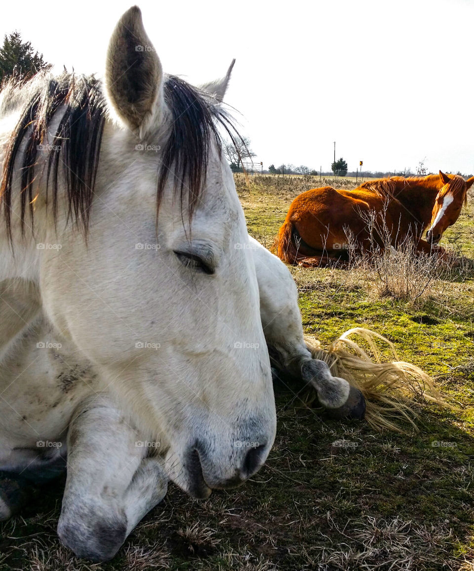 Sleeping Horses