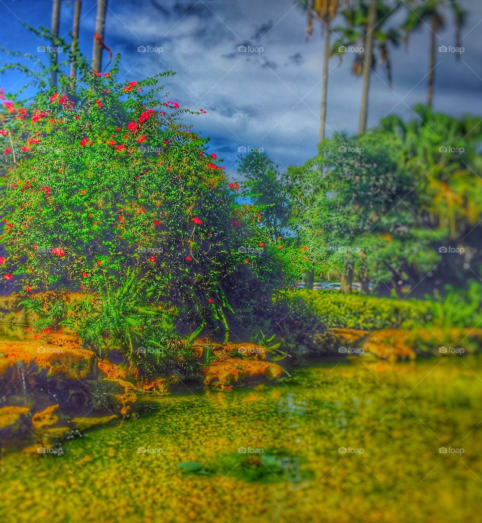 Paradise. Lovely water garden in Miami Florida 