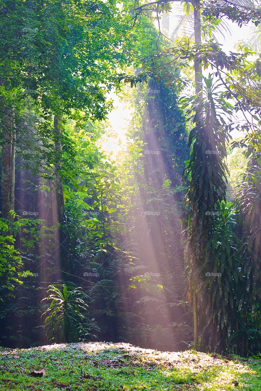 Sunbeams breaking through rainforest canopy