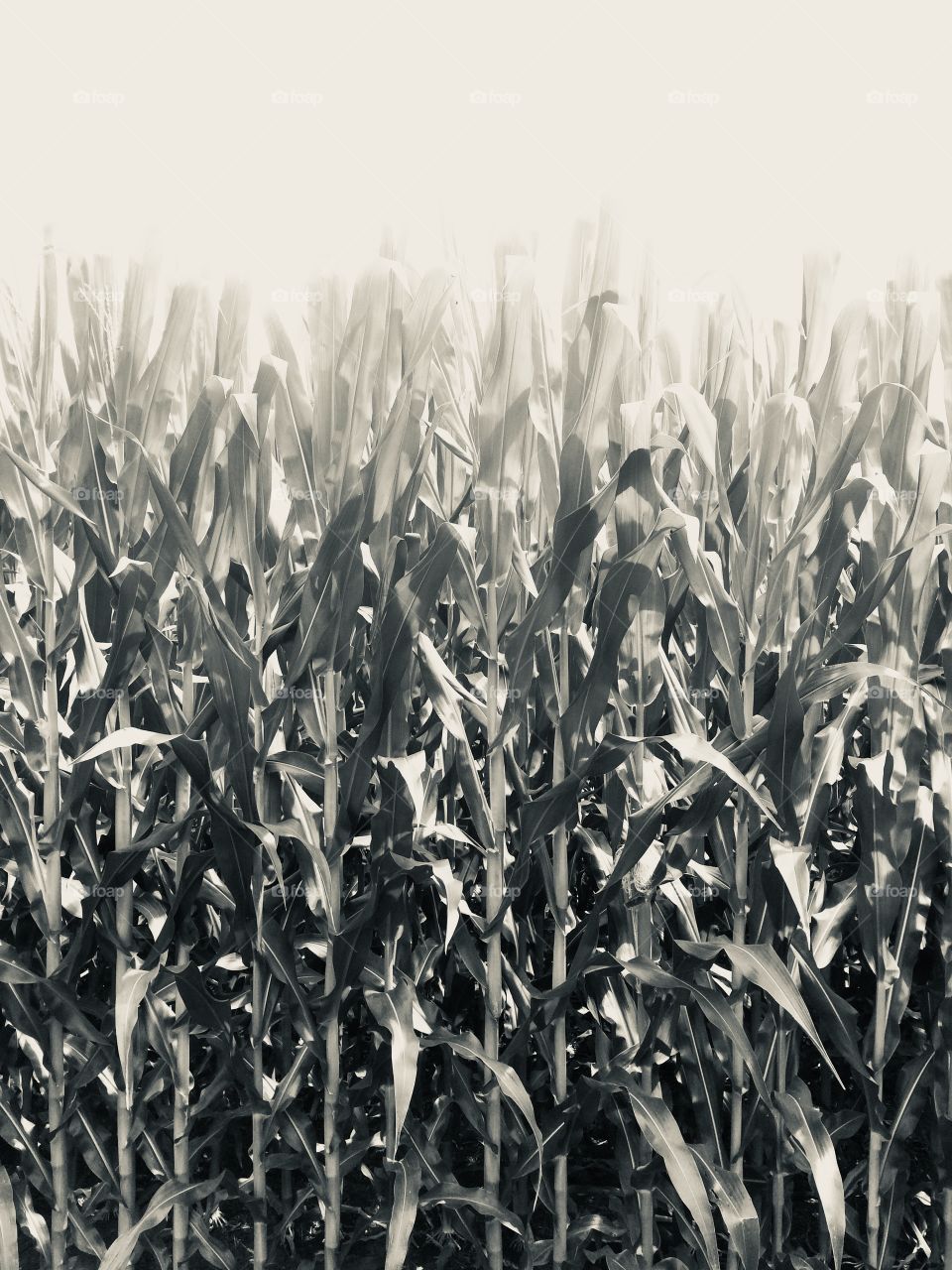 Corn