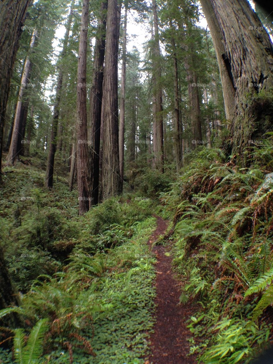 Redwood Grove 