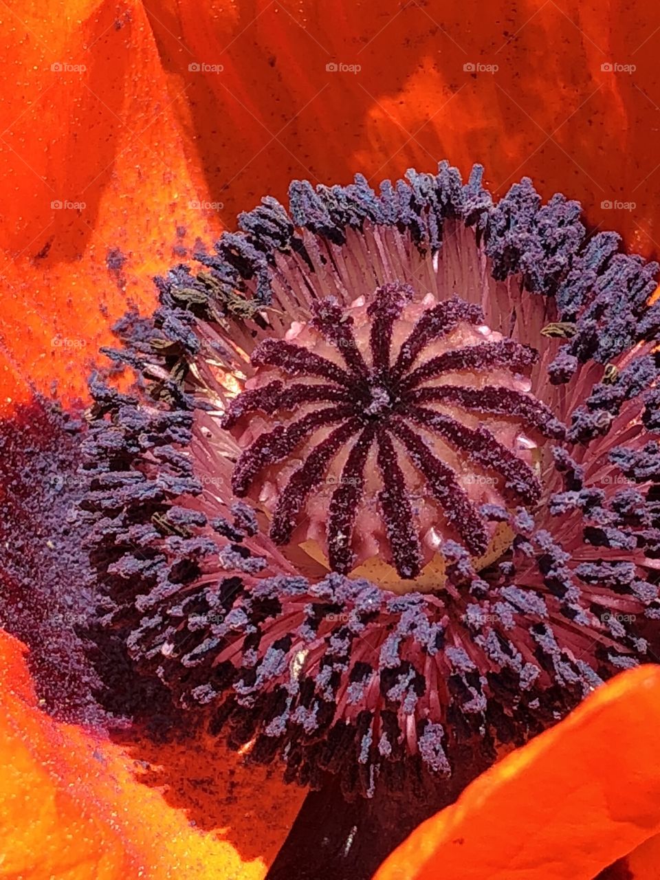 Red poppy - seed formation 