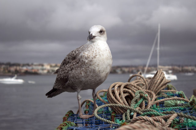 Seagull on the pier