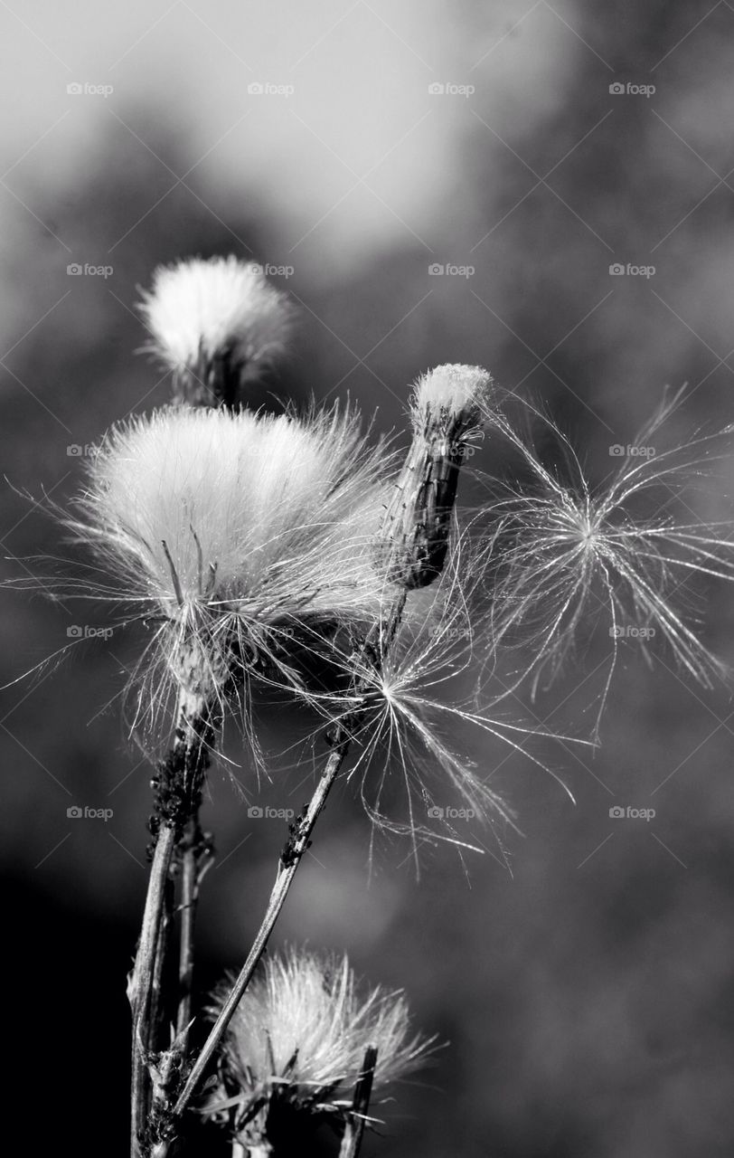 dandelion