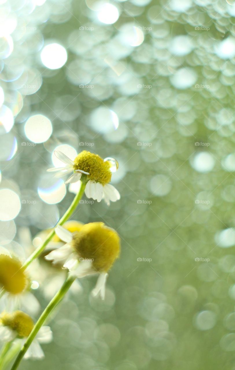 A bouquet of daisies in close-up