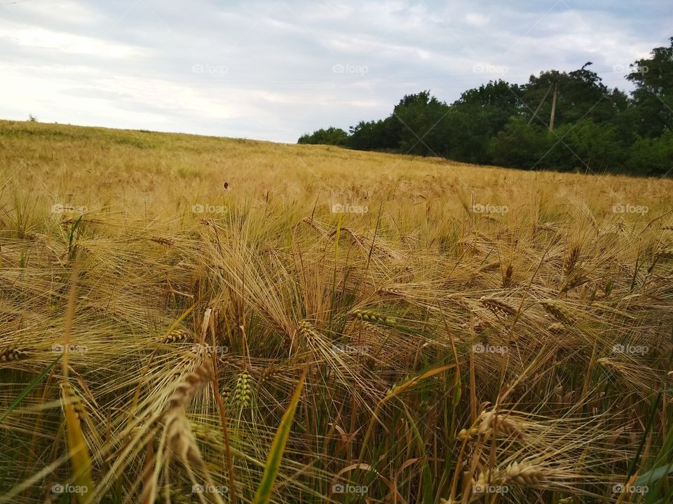 Пшеничное поле. Украина