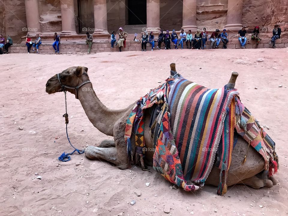 Camel in Petra