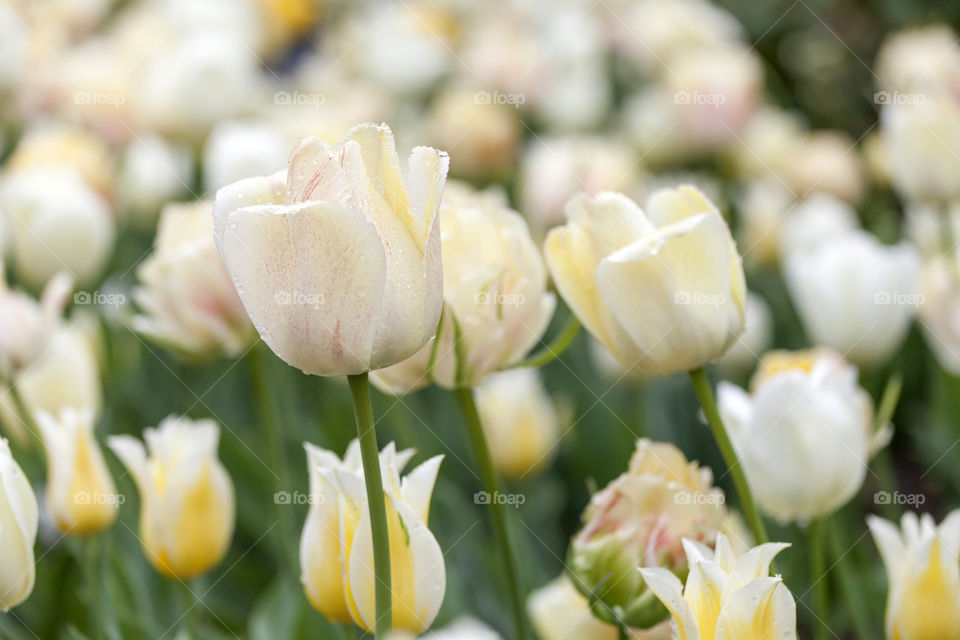 Beautiful white tulips in the garden in spring