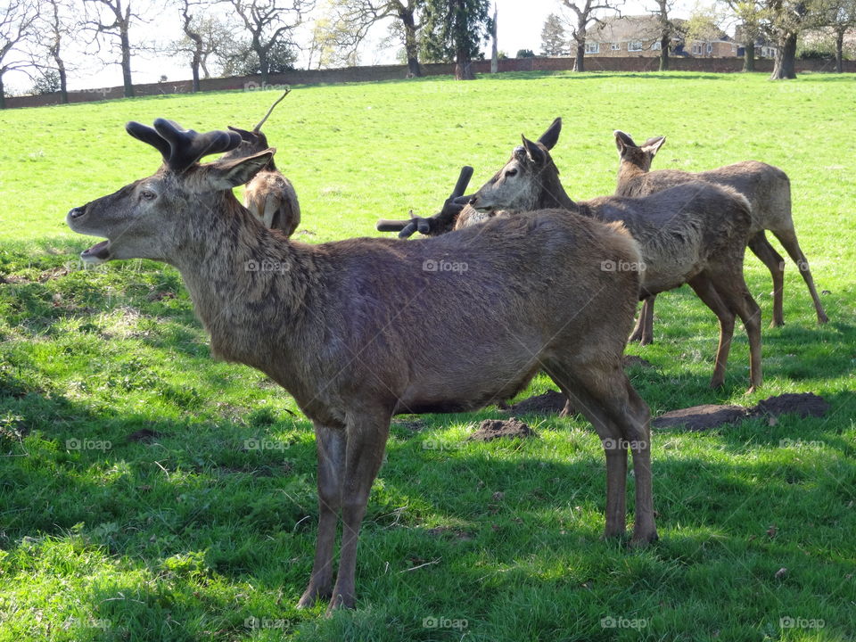 deer in city park