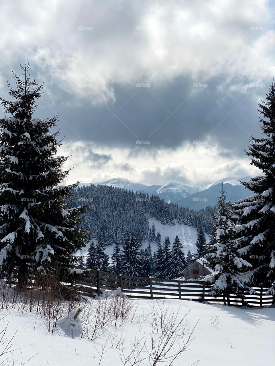 Forest covered in snow