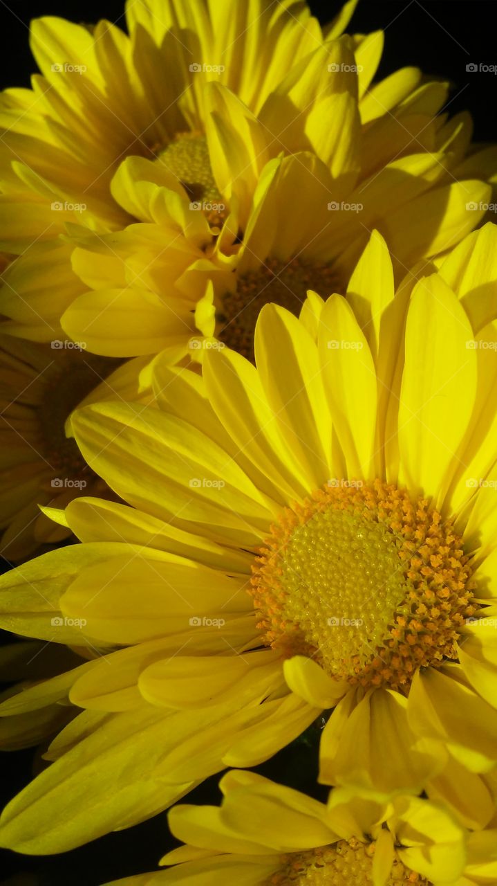 Nature, Flower, Flora, Summer, No Person