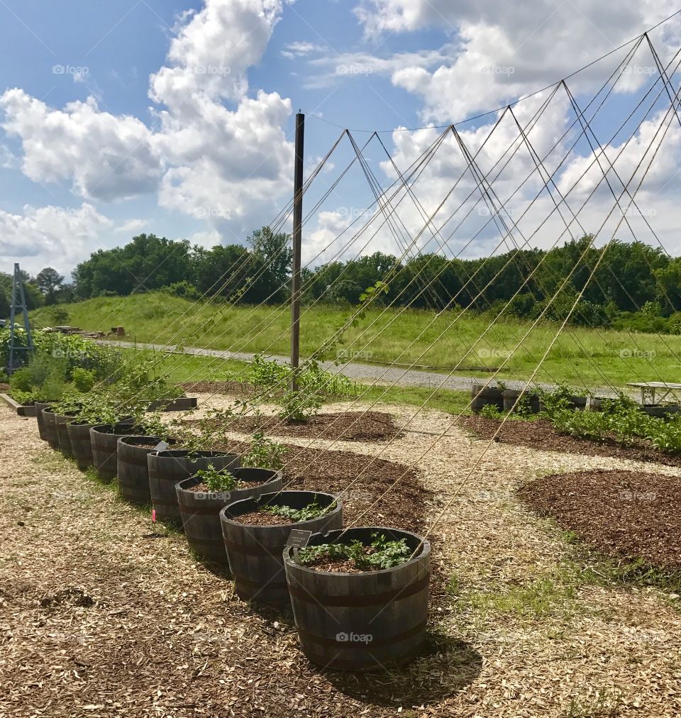 Farm Garden