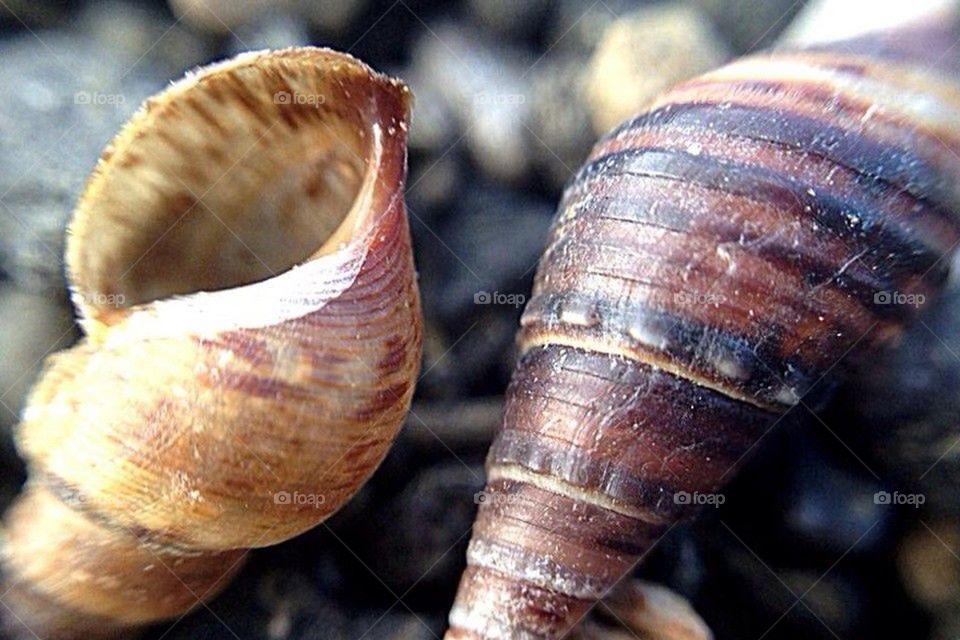 ceramic shells display figurine by darnellholmes0101