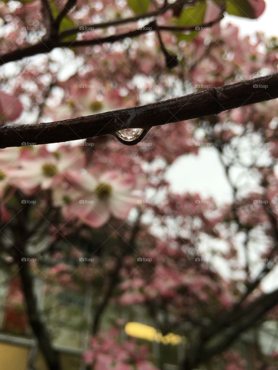 Rainy day dogwoods