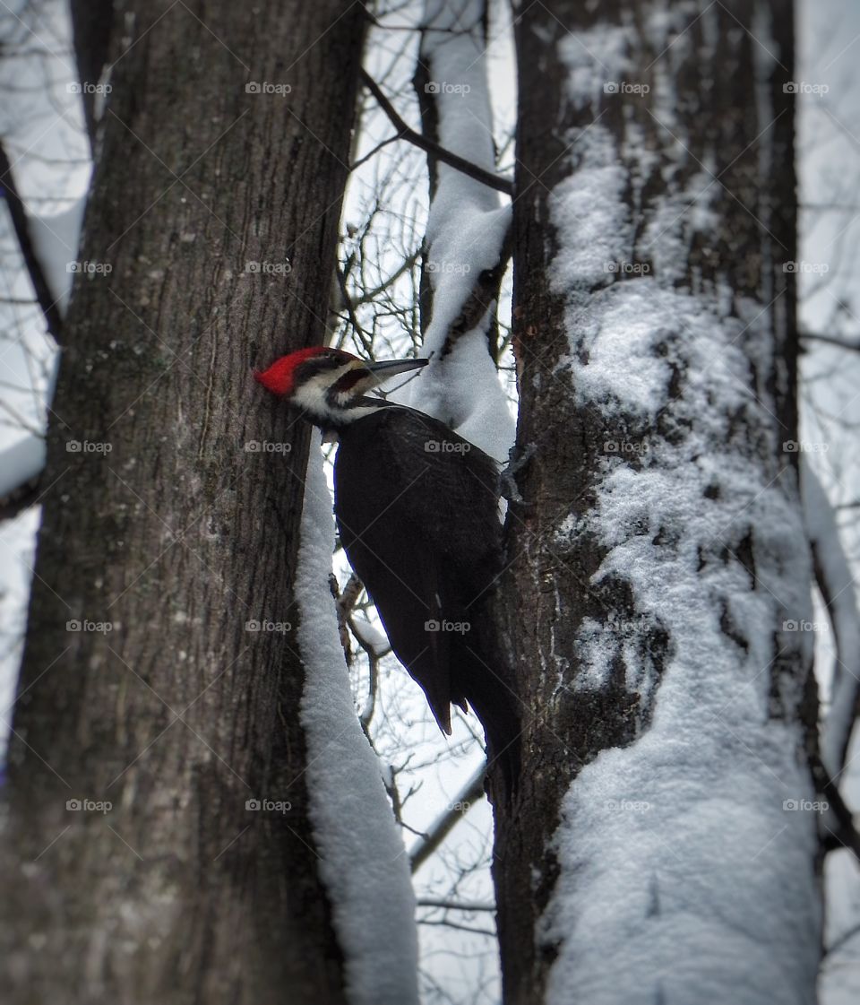 Woodpecker