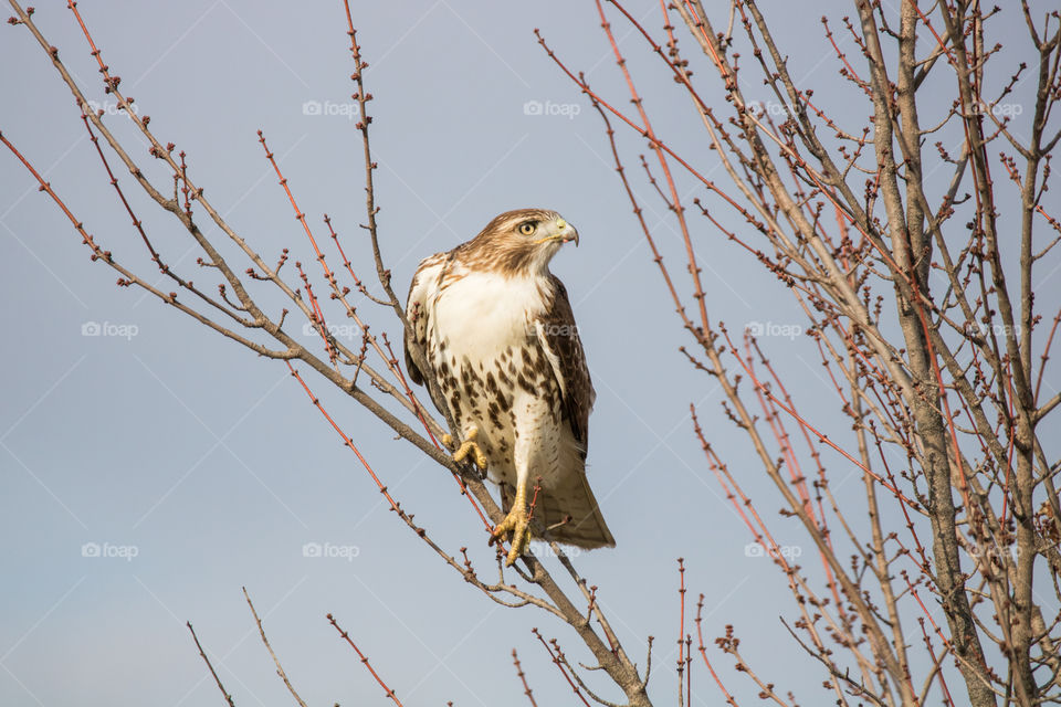 Hawk at the top of a tree