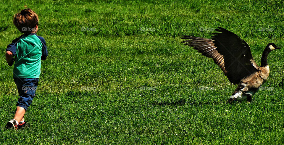 Little boy chasing a goose