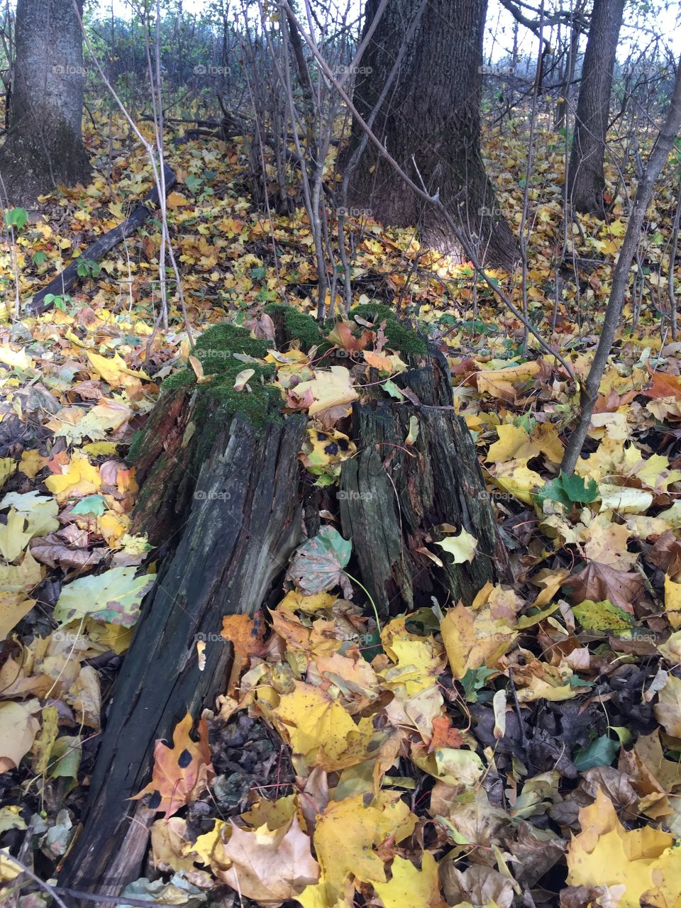 very picturesque moss-covered stump in the autumn forest