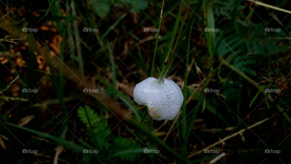 the beautiful many type of insects shield